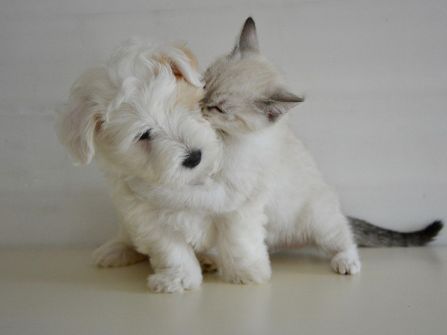 Prietenia dintre pisici si caini chiar exista