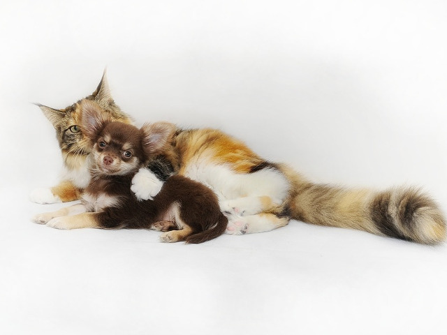 Cei mai simpatici prieteni...