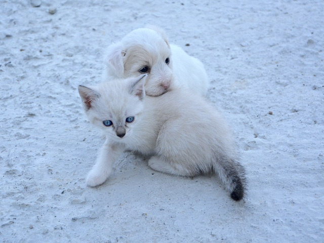 ... sau sa fie acestia?