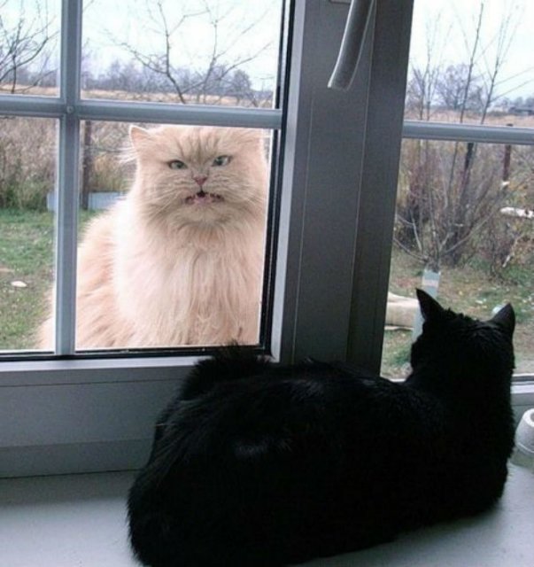 10+ imagini care demonstreaza ca pisicile sunt cele mai expresive animale