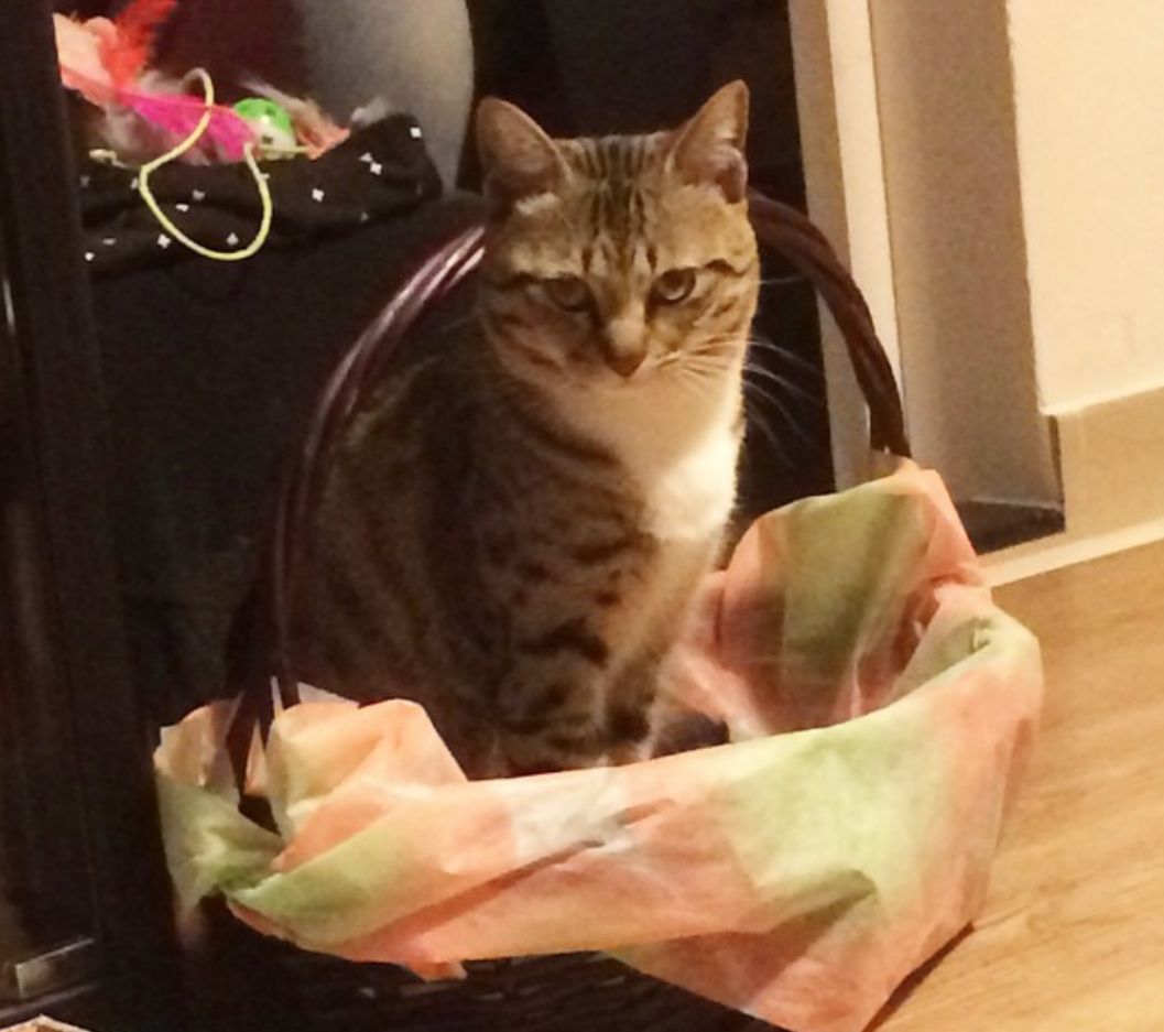 10+ imagini care demonstreaza ca pisicile sunt cele mai expresive animale