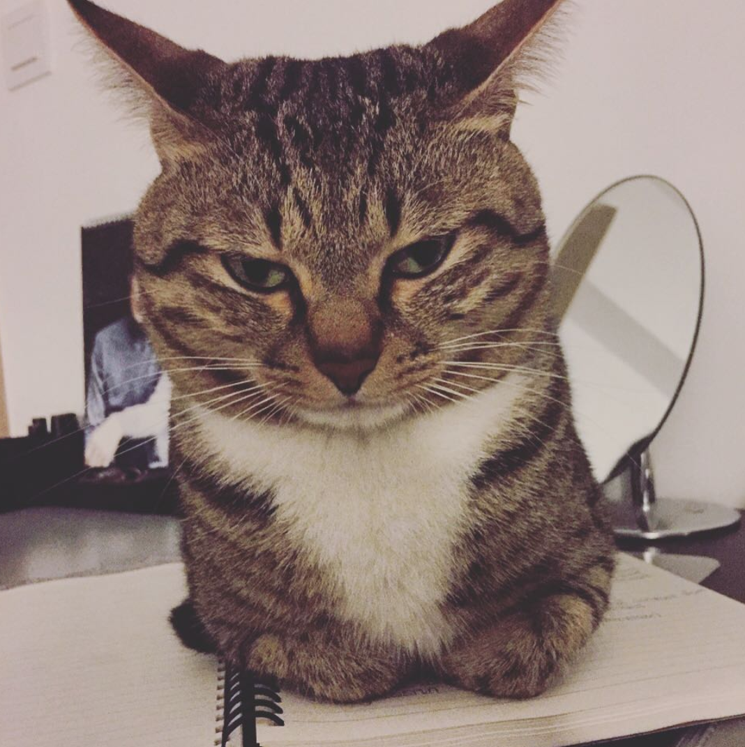 10+ imagini care demonstreaza ca pisicile sunt cele mai expresive animale