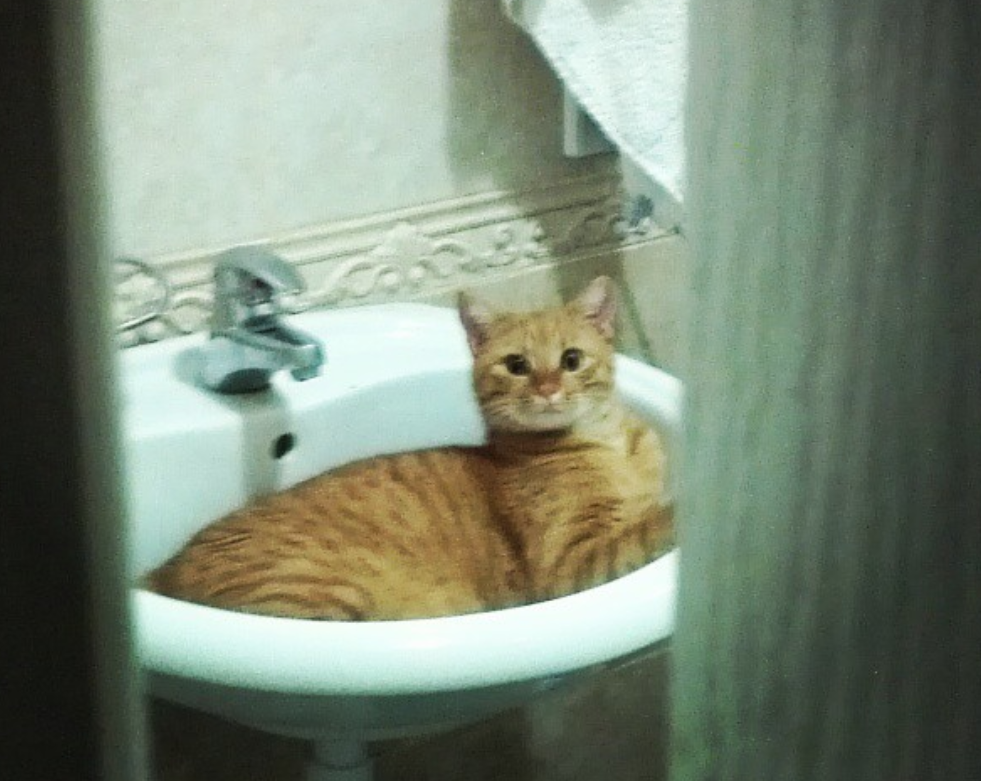 10+ imagini care demonstreaza ca pisicile sunt cele mai expresive animale