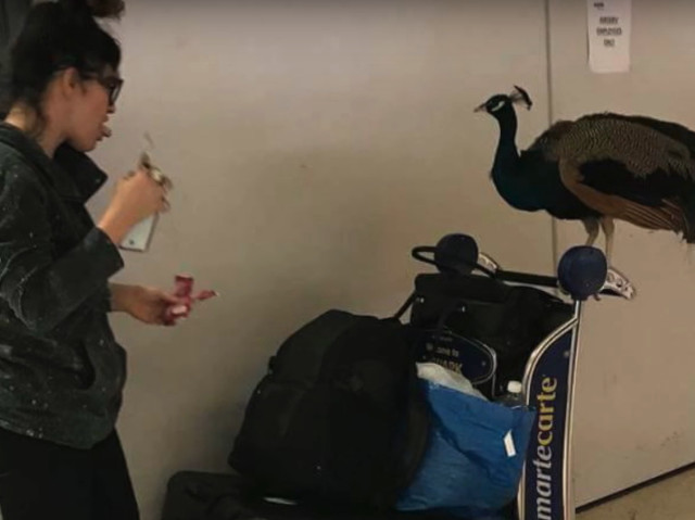 O femeie a venit insotita de un paun la aeroport