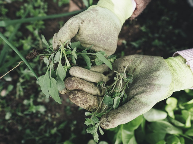 Utilizari multiple in gradina