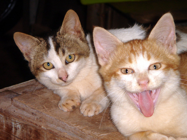 Stari de spirit diferite