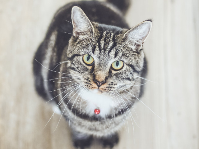 "Exista putine lucruri in viata mai induiosatoare decat o pisica care te intampina acasa" (Tay Hohoff)