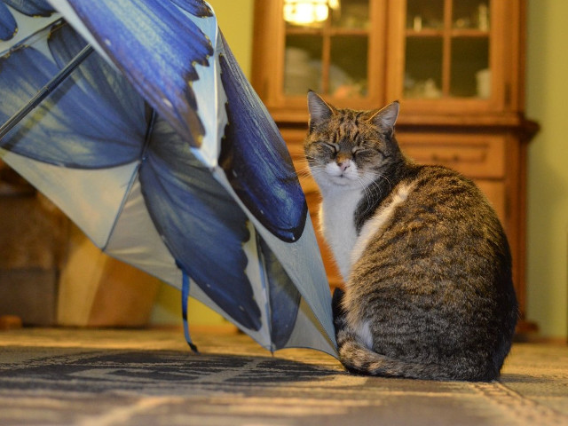 Sunt cele mai simpatice atunci cand sunt adormite