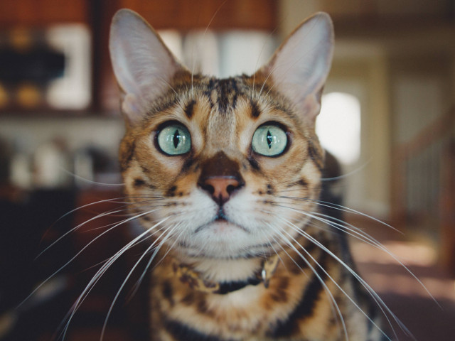 Atenta la orice miscare