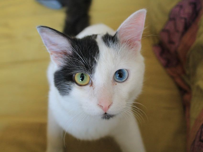 Aparent este o pisica obisnuita, insa atunci cand deschide ochii...