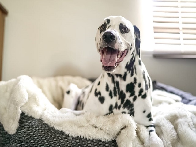 Incearca sa riposteze