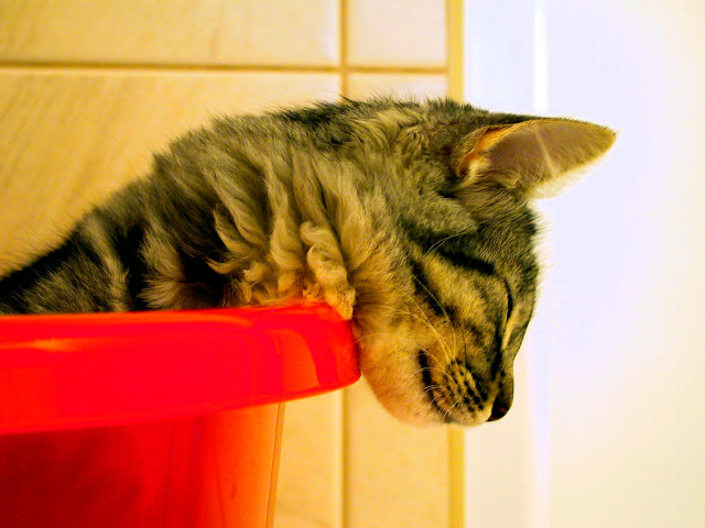 O pisica dormind intr-un lighean