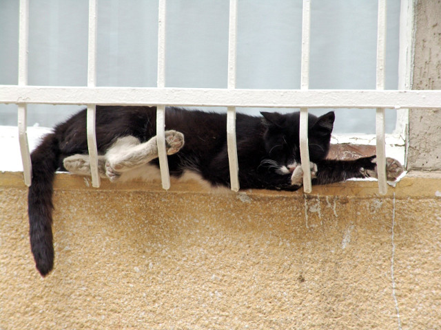 O pozitie inconfortabila? Nu si pentru aceasta pisica