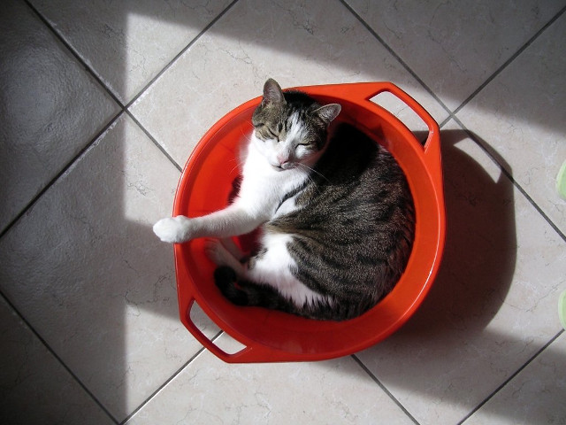 Si in galeata te poti odihni cum trebuie, nu-i asa?