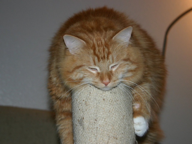 Aceasta pisica nu pare a fi deranjata de pozitia adoptata