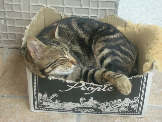 ... chiar si intr-o cutie