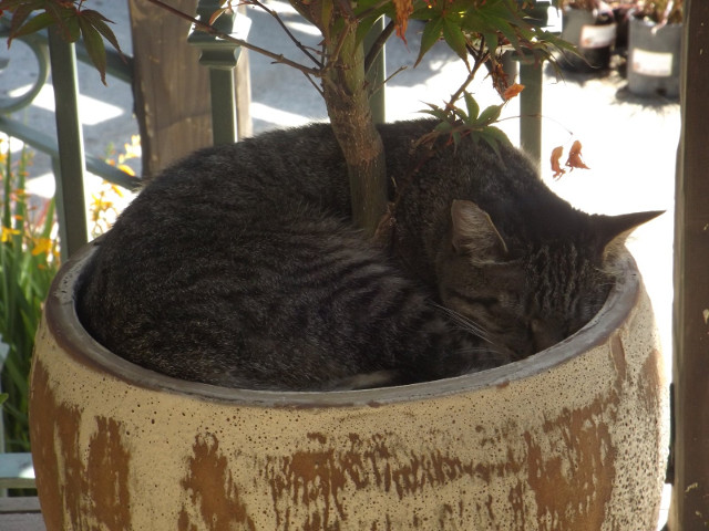 ... si de ce nu in ghiveci?