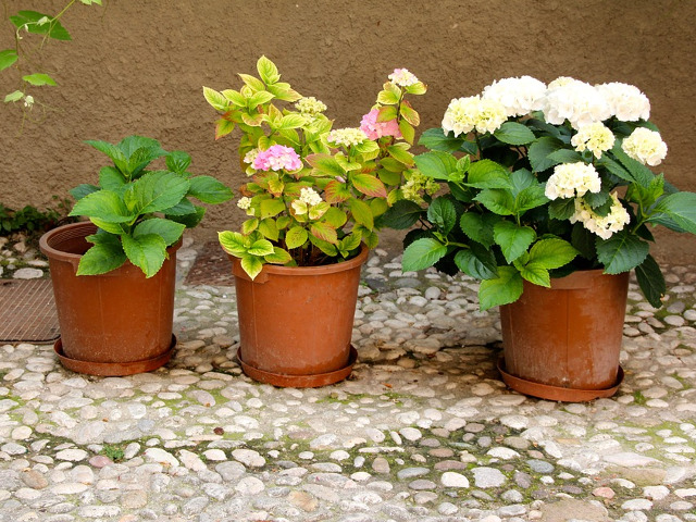 Pentru ghivecele cu flori