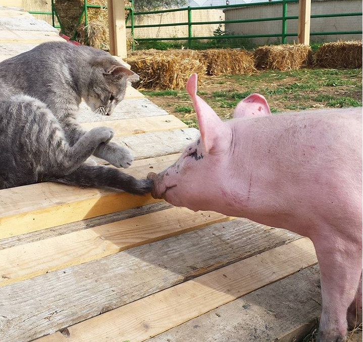 Animalele isi pot face prieteni din toate... speciile