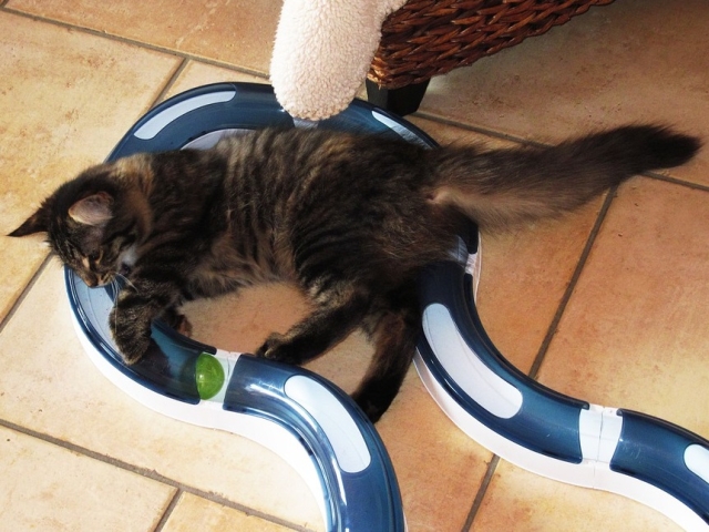 ... mai ales daca ii place!