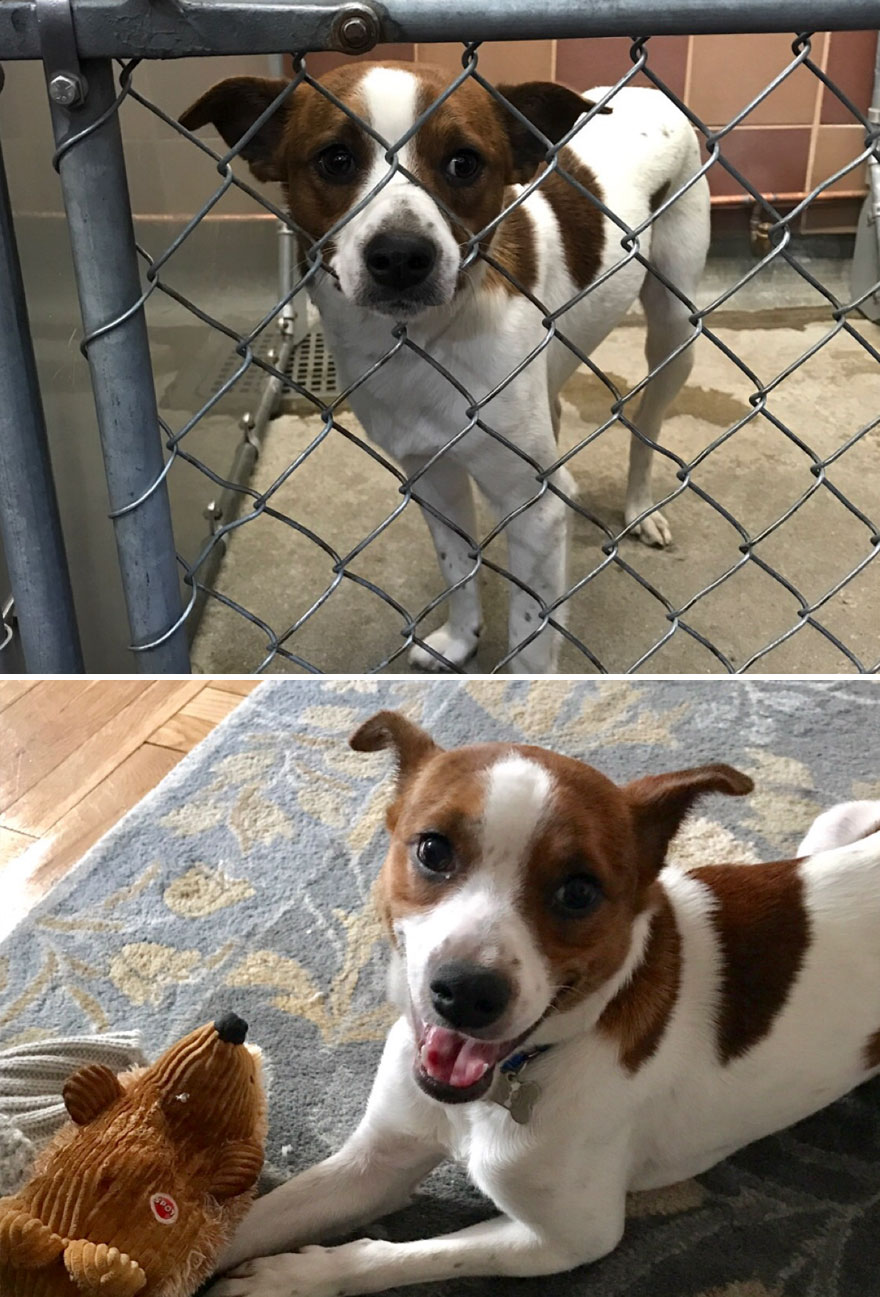 Inainte si dupa adoptie