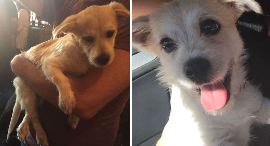 Inainte si dupa adoptie