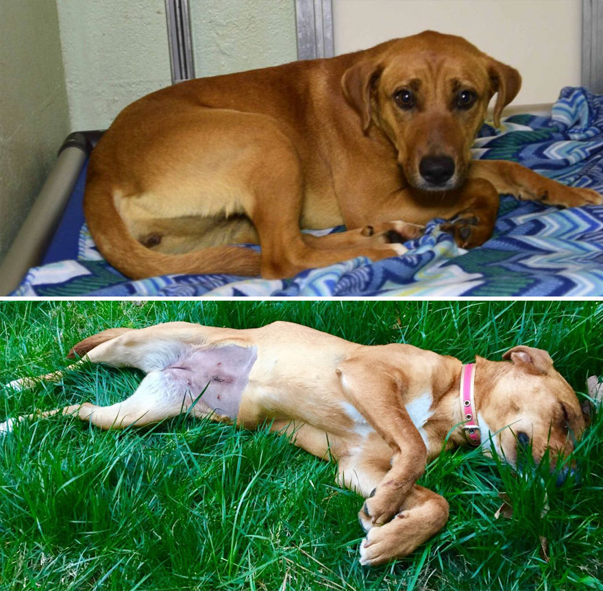 Inainte si dupa adoptie