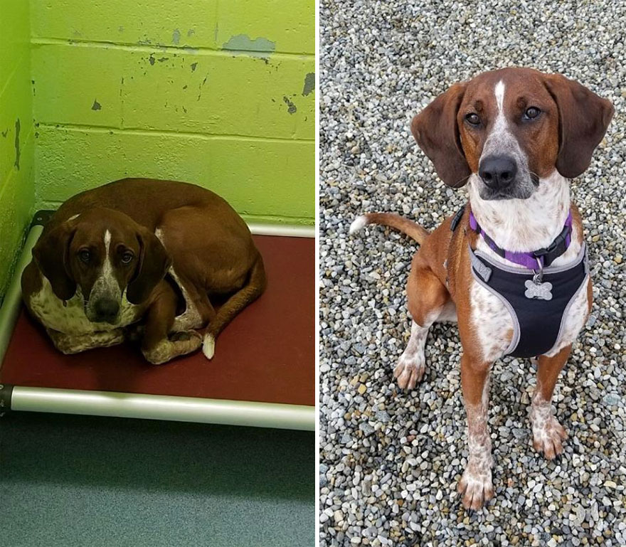 Inainte si dupa adoptie