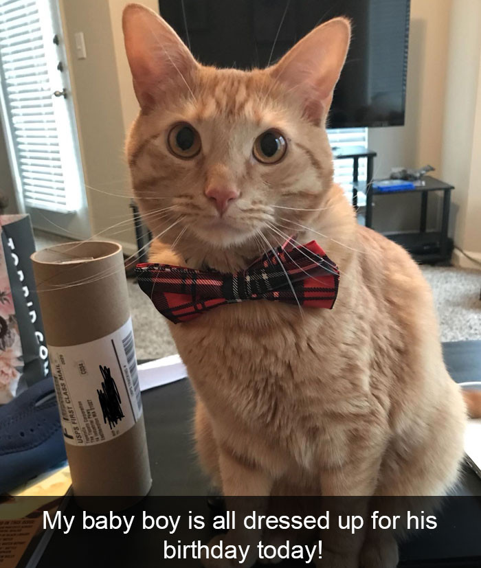 10+ ipostaze amuzante cu pisici care iti vor face ziua mai buna