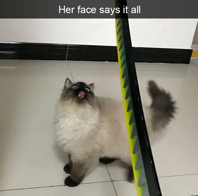 10+ ipostaze amuzante cu pisici care iti vor face ziua mai buna