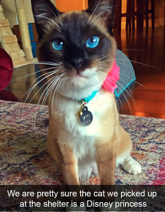 10+ ipostaze amuzante cu pisici care iti vor face ziua mai buna