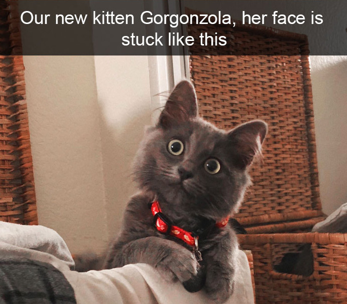 10+ ipostaze amuzante cu pisici care iti vor face ziua mai buna