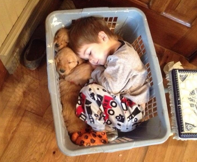 Acesti caini sunt foarte protectivi cu cei mici