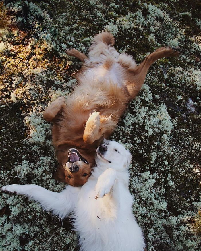 Imagini cate te vor convinge sa iti cumperi un Golden Retriever