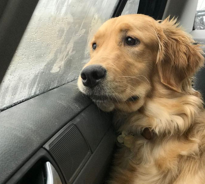 Imagini cate te vor convinge sa iti cumperi un Golden Retriever