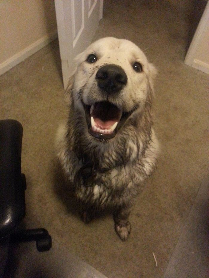 Imagini cate te vor convinge sa iti cumperi un Golden Retriever