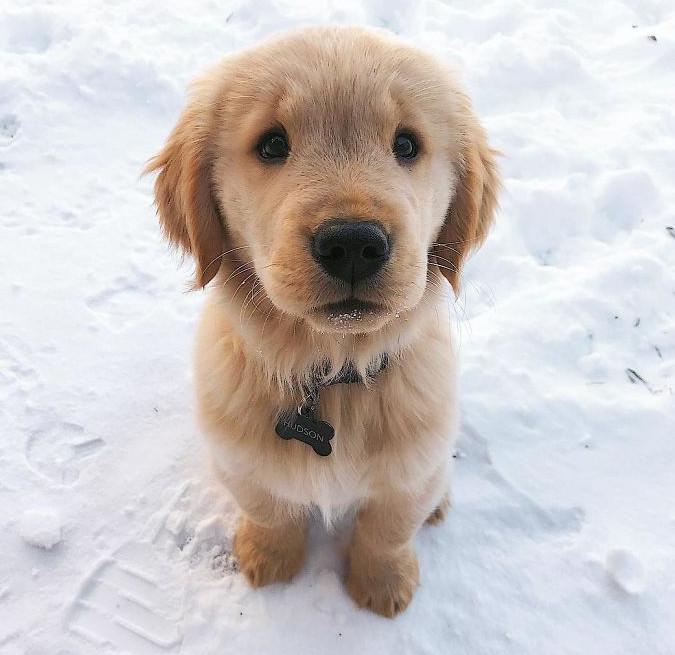 Imagini cate te vor convinge sa iti cumperi un Golden Retriever