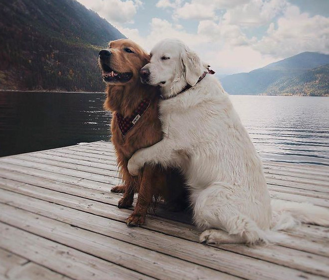 Imagini cate te vor convinge sa iti cumperi un Golden Retriever