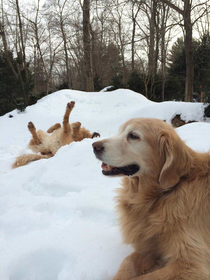 Imagini cate te vor convinge sa iti cumperi un Golden Retriever