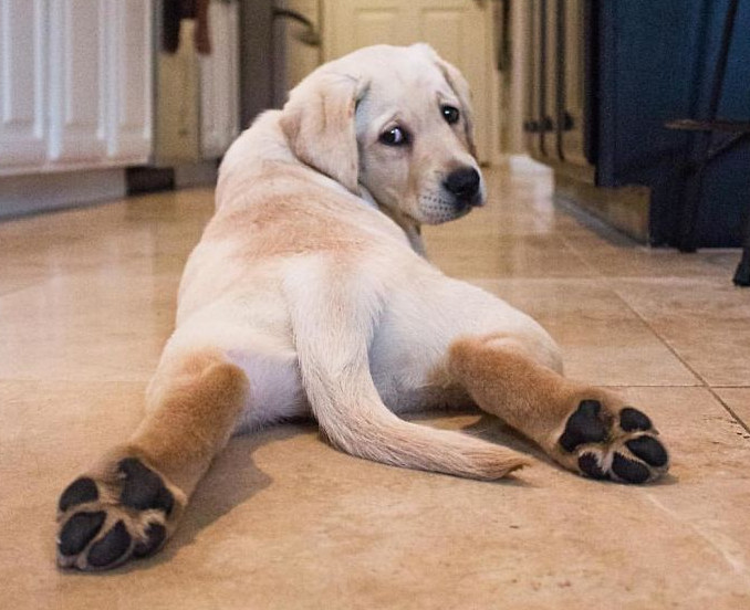 Imagini cate te vor convinge sa iti cumperi un Golden Retriever