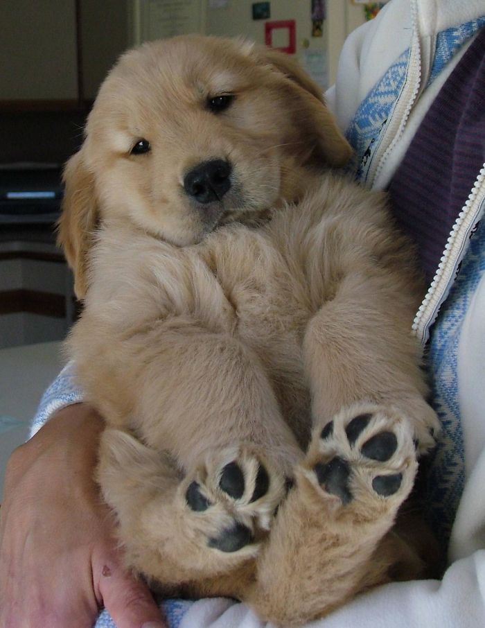 Imagini cate te vor convinge sa iti cumperi un Golden Retriever