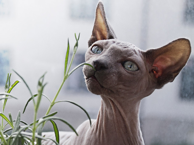 Intotdeauna curioase