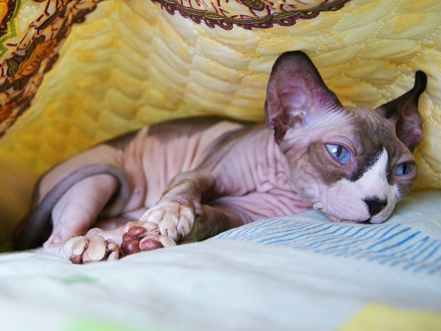 Se afla mereu in cautarea atentiei stapanilor...