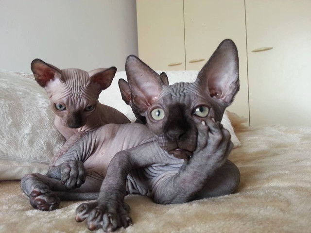 Imposibil sa nu te cucereasca!