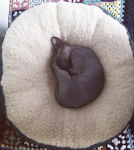 Dorm in cele mai bizare pozitii