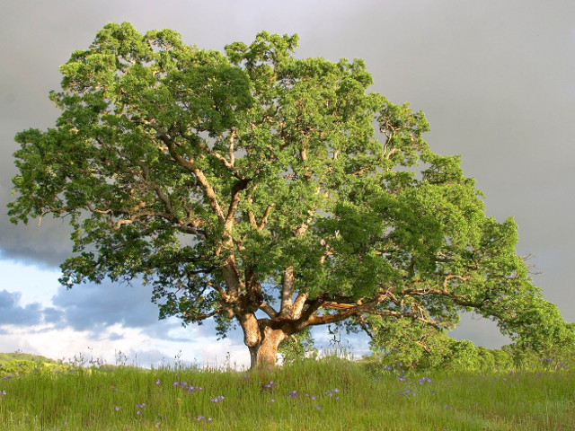 Dintr-un copac de marime medie se pot face aproximativ 170.100 de creioane