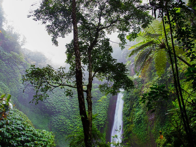 Padurile amazoniene produc jumatate din oxigenul de pe glob