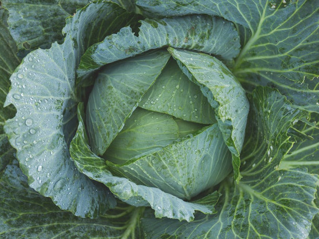 Varza contine 91% apa