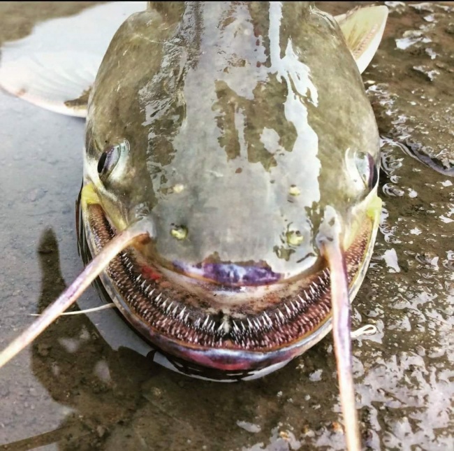 Pestele Wallago Attu