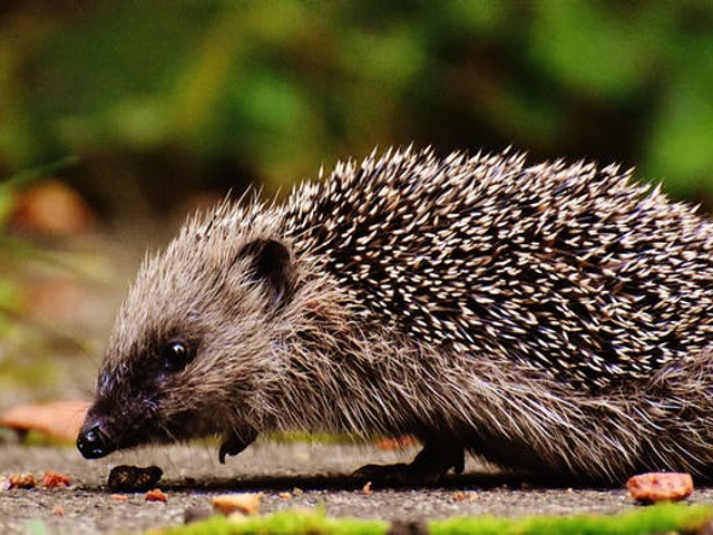 Colorado - antilope, raton, arici, papagalul calugar